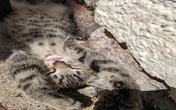 Mixed Breed cats for sale: Bigger kittens for rehoming - Image 5
