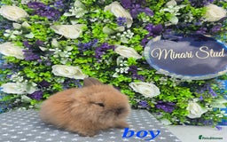 Lionhead rabbits for sale: Purebred lionhead babies available now  in Gloucester - Image 10