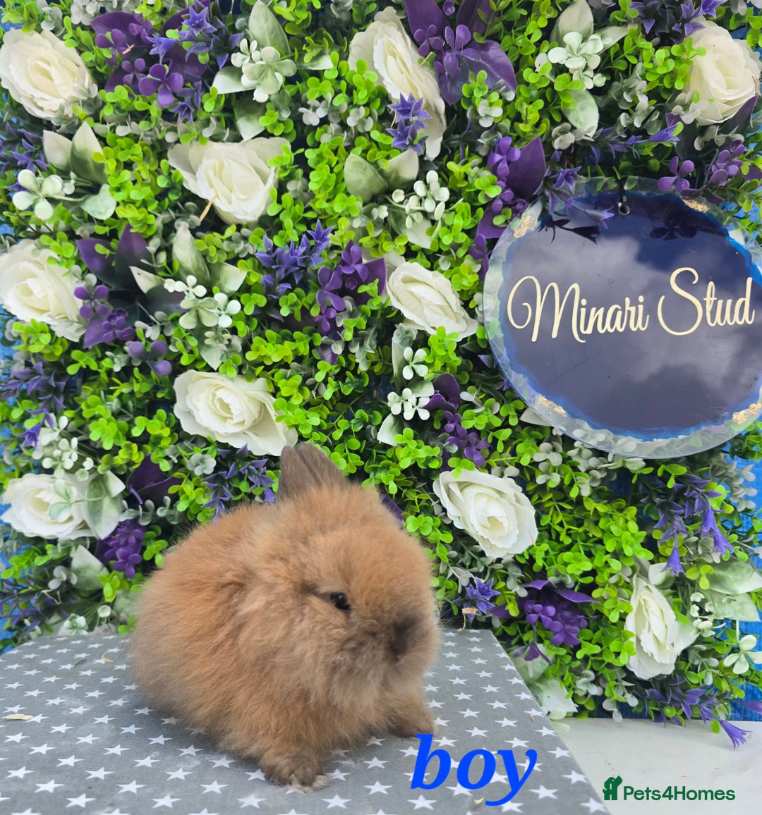 Lionhead rabbits for sale: Purebred lionhead babies available now  in Gloucester - Image 10