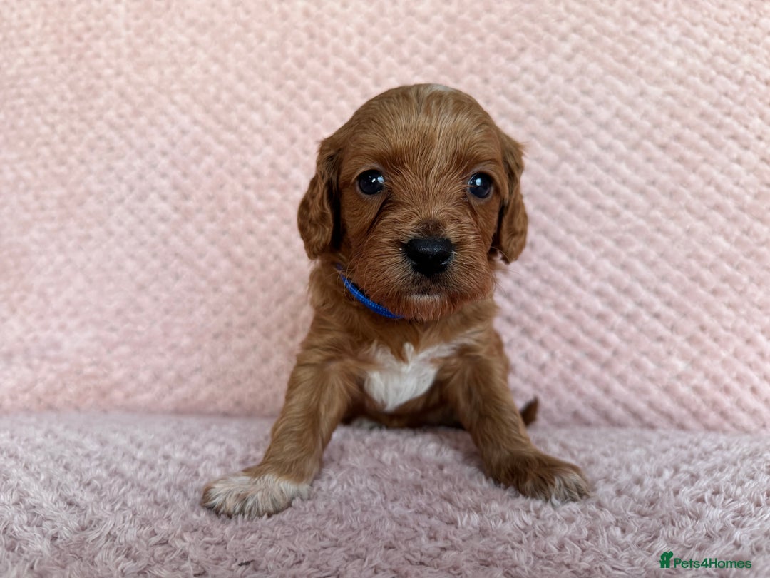 Cavapoo dogs for sale: Health tested F1b Cavapoo puppies - Advert 6