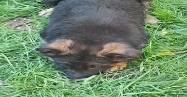 German Shepherd dogs - Advert 8