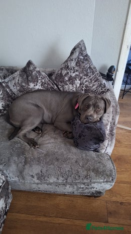 Cane Corso dogs - Advert 6