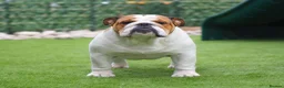 English Bulldog dogs for sale: Champion Sired KC Bulldog Puppies in Manchester - Advert 8