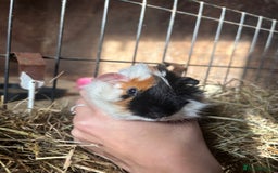 Guinea Pig rodents for sale: Beautiful Young GuineaPigs  - Image 2