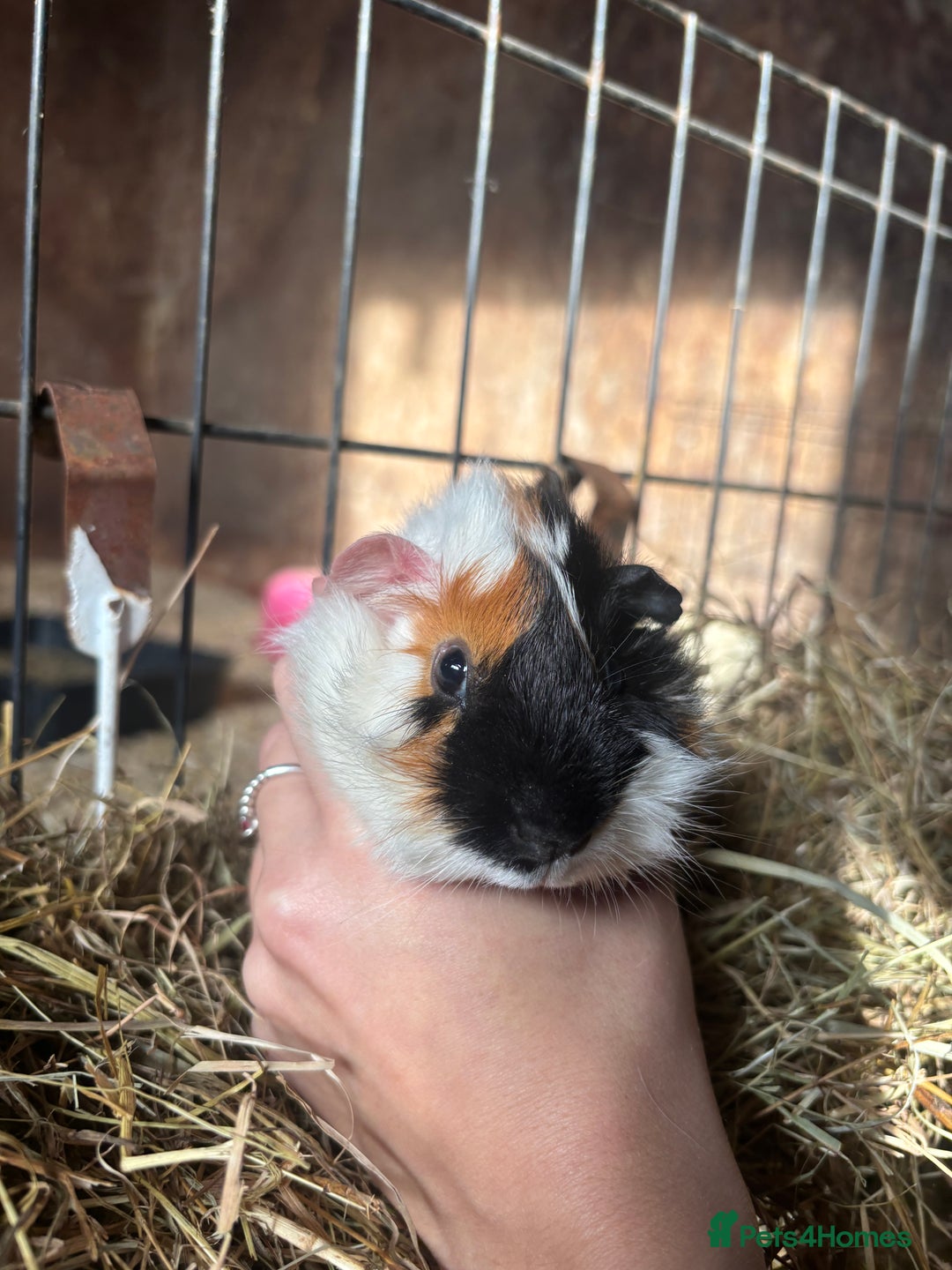 Guinea Pig rodents for sale: Beautiful Young GuineaPigs  - Image 2