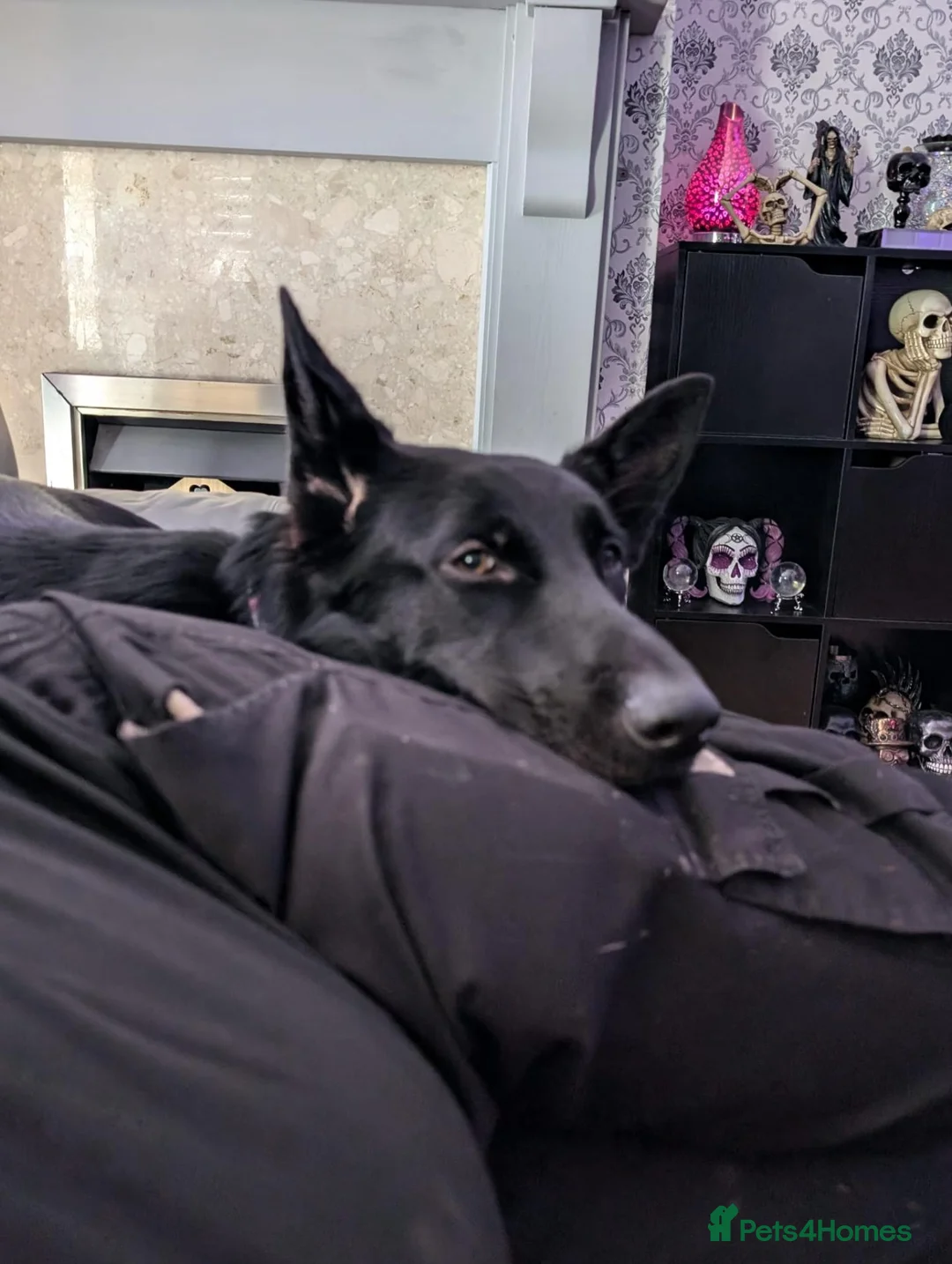 German Shepherd dogs for sale: Black female German shepherd  - Advert 2