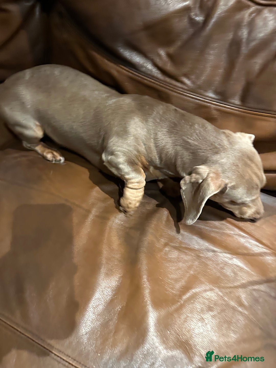 Miniature Dachshund dogs for sale: Isabella Pretty Boy - Advert 10