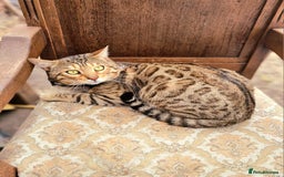Bengal cats for stud: TICA active Brown spotted bengal for STUD in West Drayton - Image 2