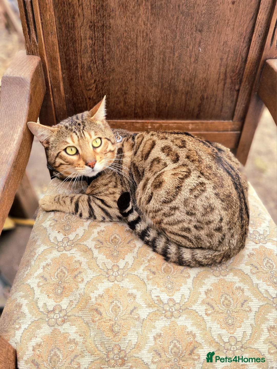 Bengal cats for stud: TICA active Brown spotted bengal for STUD in West Drayton - Image 2