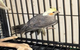 Cockatiels birds for sale: Various Stunning Baby Cockatiels  - Image 1