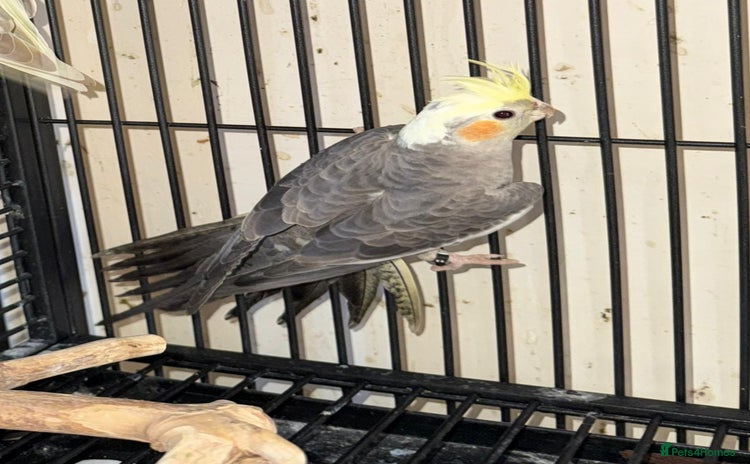 Cockatiels birds - Advert 2
