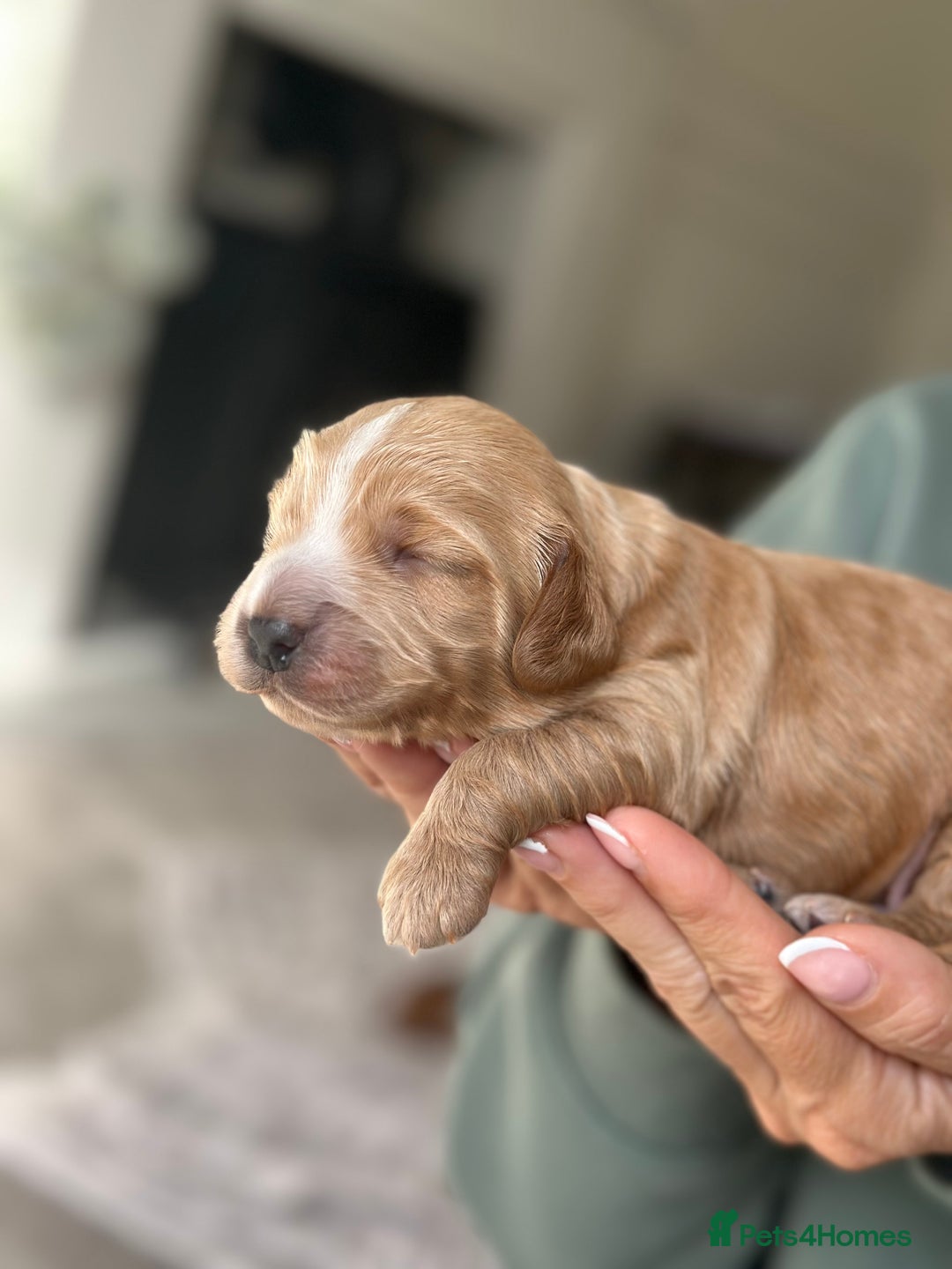 Cockapoo dogs for sale: Stunning F2 DNA health tested Cockapoo puppies  - Image 2