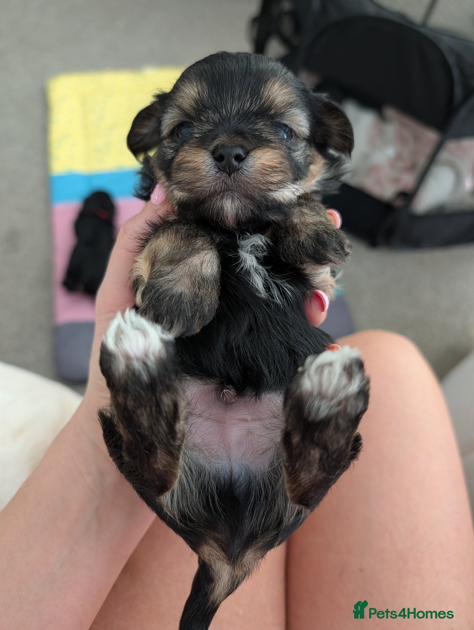 Morkie dogs Cheeky boy Morkies  - Advert 5