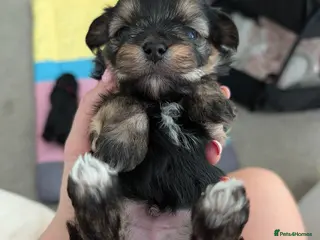 Morkie dogs Cheeky boy Morkies - Advert 3