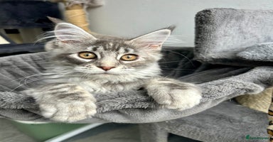 Maine Coon cats - Advert 2