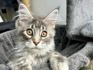 Maine Coon cats - Advert 3