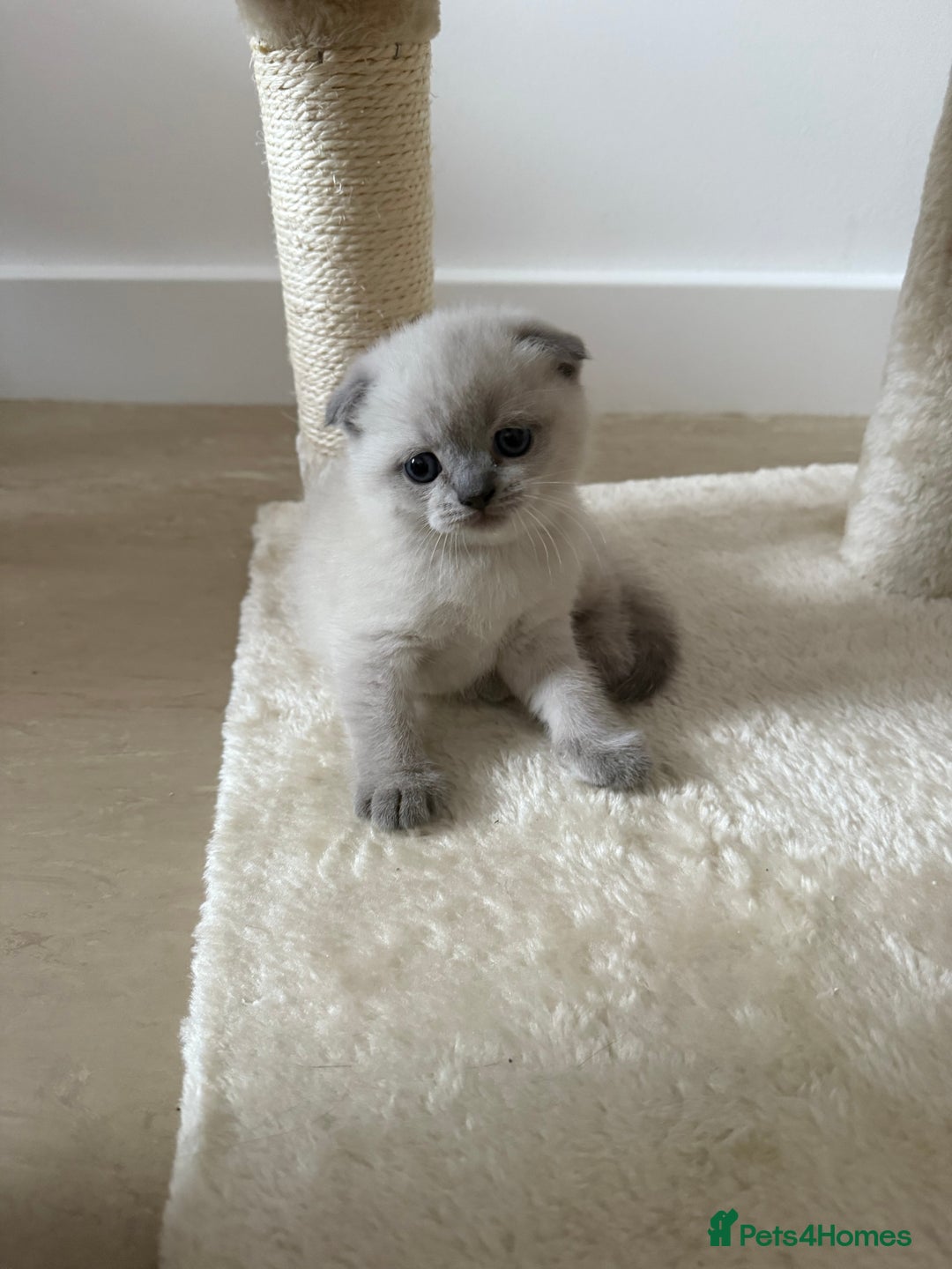 Scottish Fold cats for sale: Scottish Fold Kittens  - Advert 6