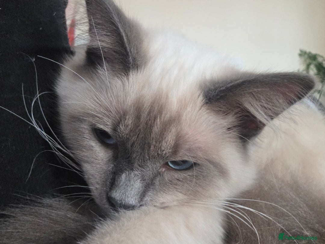 Ragdoll cats for sale: Two Beautiful Ragdoll Male ready for a new home - Image 10
