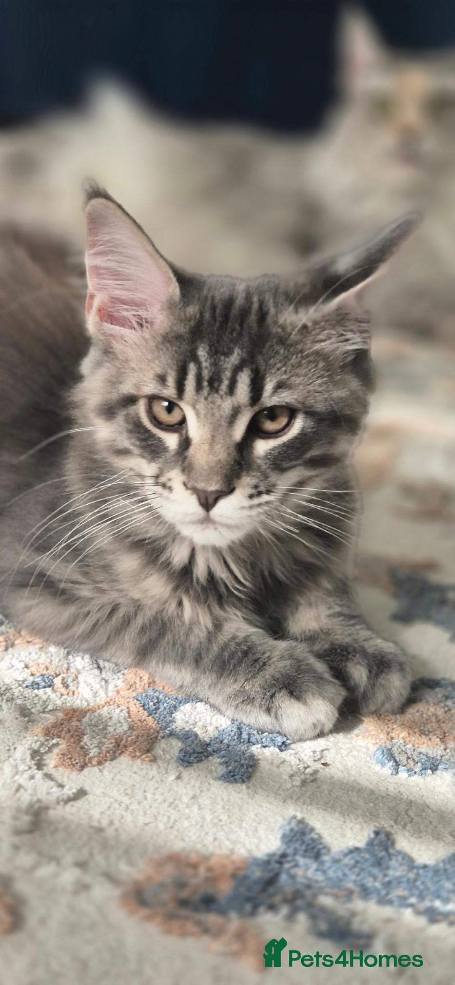 Maine Coon cats Paradaiseforyou Maine Coon Boys AVAILABLE (Large) - Advert 1