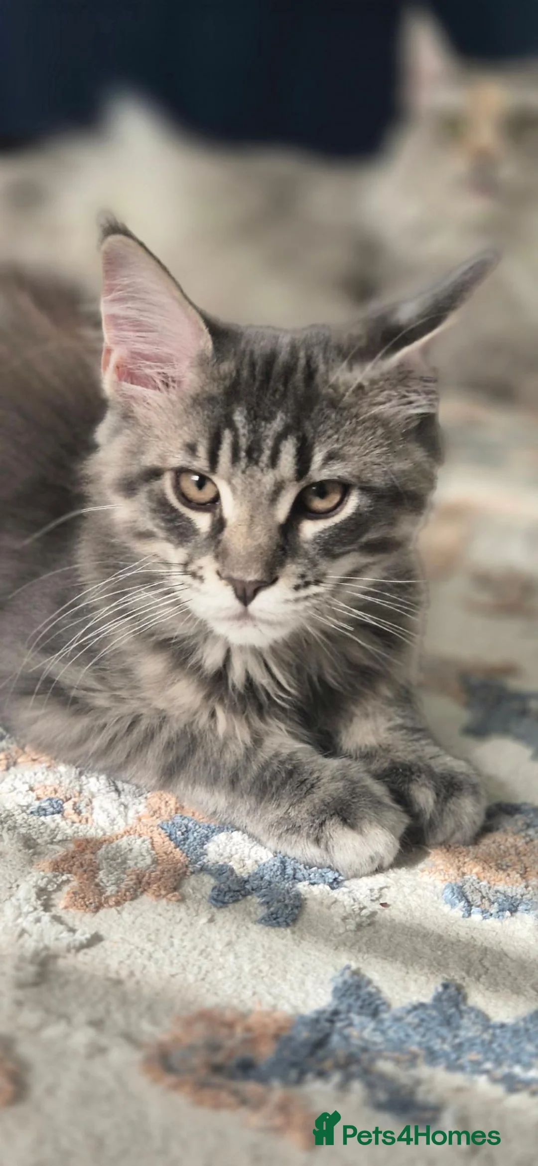 Maine Coon cats for sale: Paradaiseforyou Maine Coon Boys AVAILABLE (Large) - Advert 1