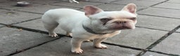 French Bulldog dogs for sale: READY NOW Pedigree New shade Isabella’s and Lilacs - Advert 13