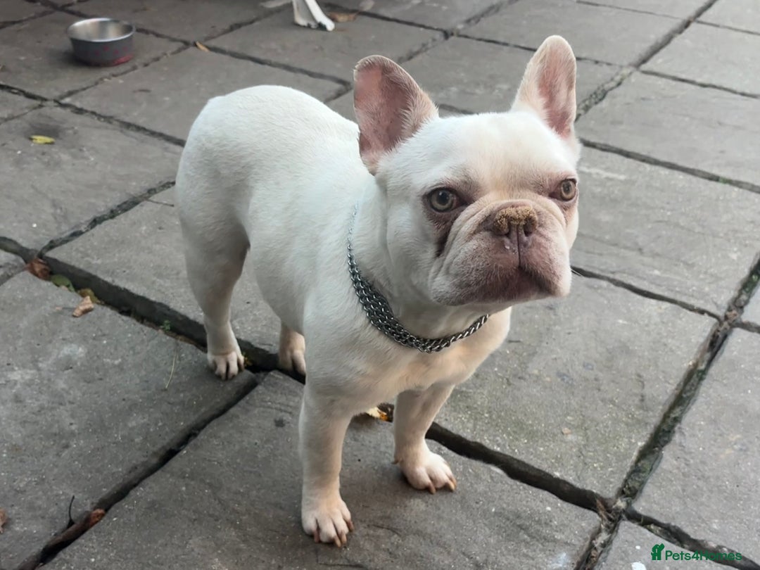 French Bulldog dogs for sale: READY NOW Pedigree New shade Isabella’s and Lilacs - Advert 13