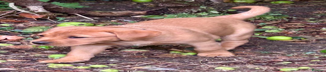 Labrador Retriever Puppy 1