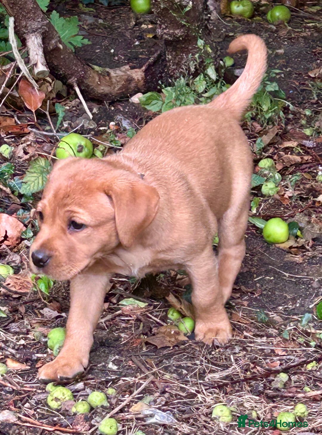Labrador Retriever dogs for sale: 3 beautiful bitch puppies - Image 8