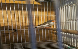 Finches birds for sale: Greenfinch, Bengalese Finches & Zebra Finches - Image 7