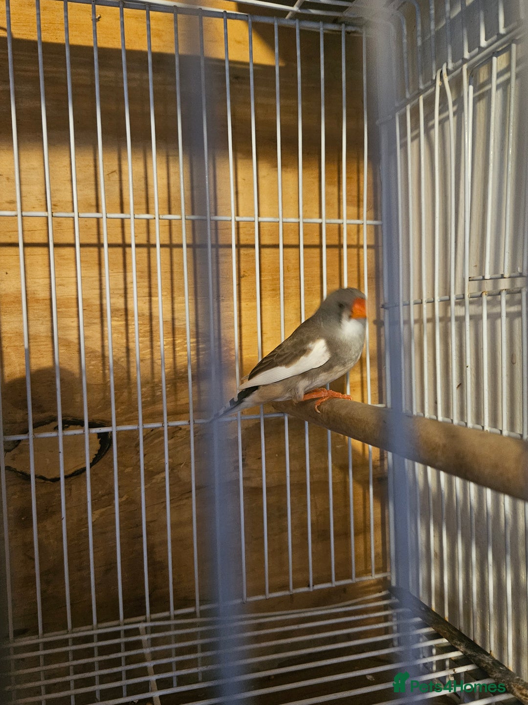 Finches birds for sale: Greenfinch, Bengalese Finches & Zebra Finches - Image 7