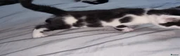Mixed Breed cats for sale: Lovely mixed breed kittens black and black/white - Advert 3