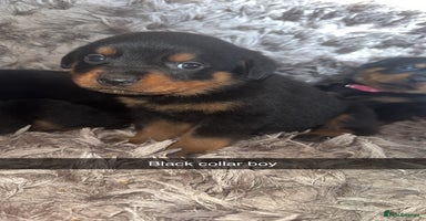 Rottweiler dogs - Advert 11