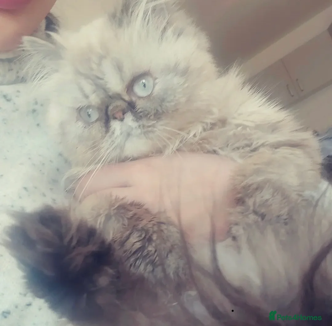 Mixed Breed cats for sale: Gorgeous grey fluffy kittens collect today  - Advert 1