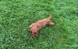 Irish Setter dogs for sale: Stunning Irish Red Setters pups - 1 Boy left - Image 13