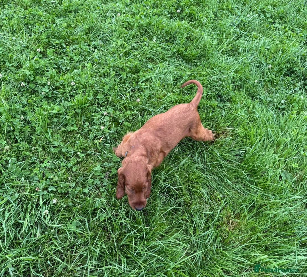 Irish Setter dogs for sale: Stunning Irish Red Setters pups - 1 Boy left - Image 13