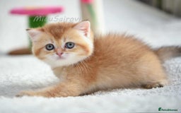 British Shorthair cats for sale: British shorthair Pedigree Neutered  - Image 15