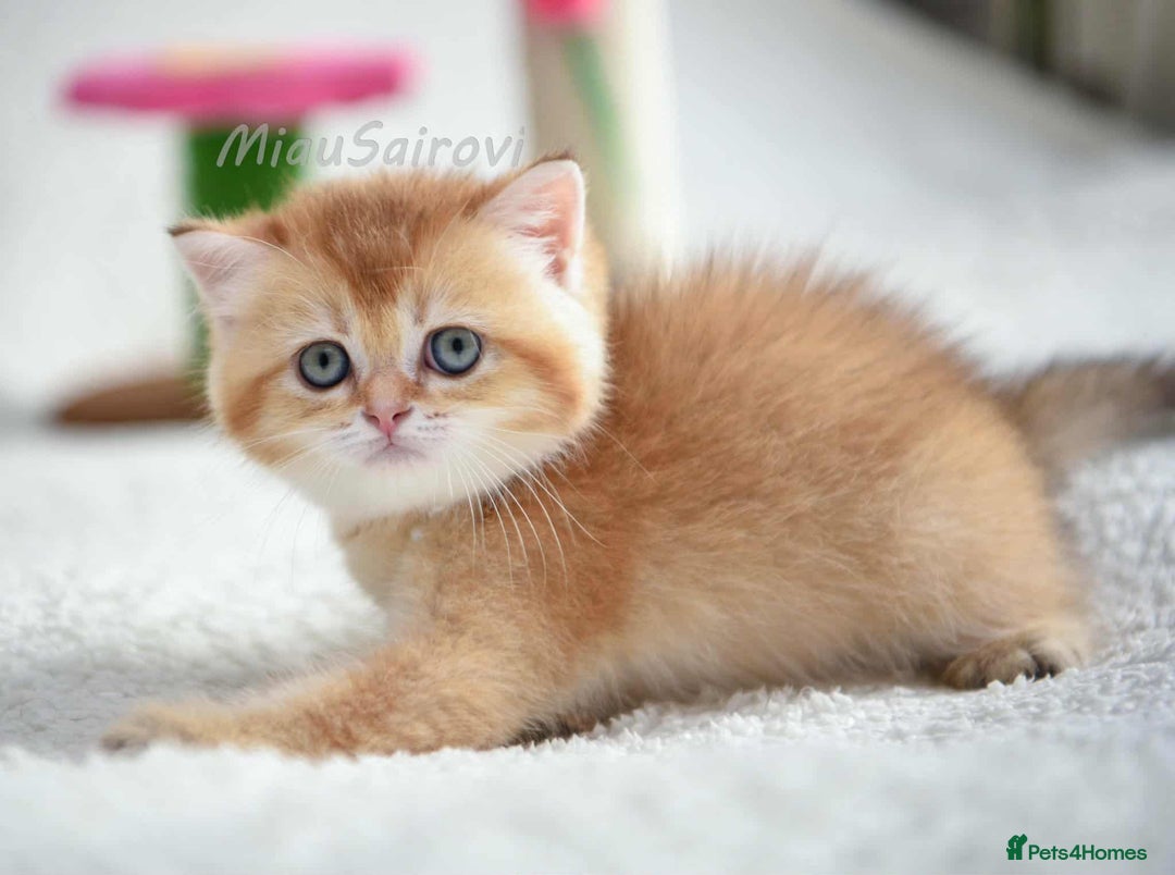 British Shorthair cats for sale: British shorthair Pedigree Neutered  - Image 15