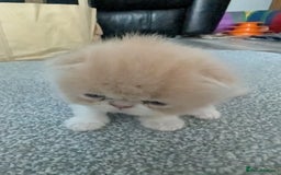 Persian cats for sale: Persian kittens  - Image 10