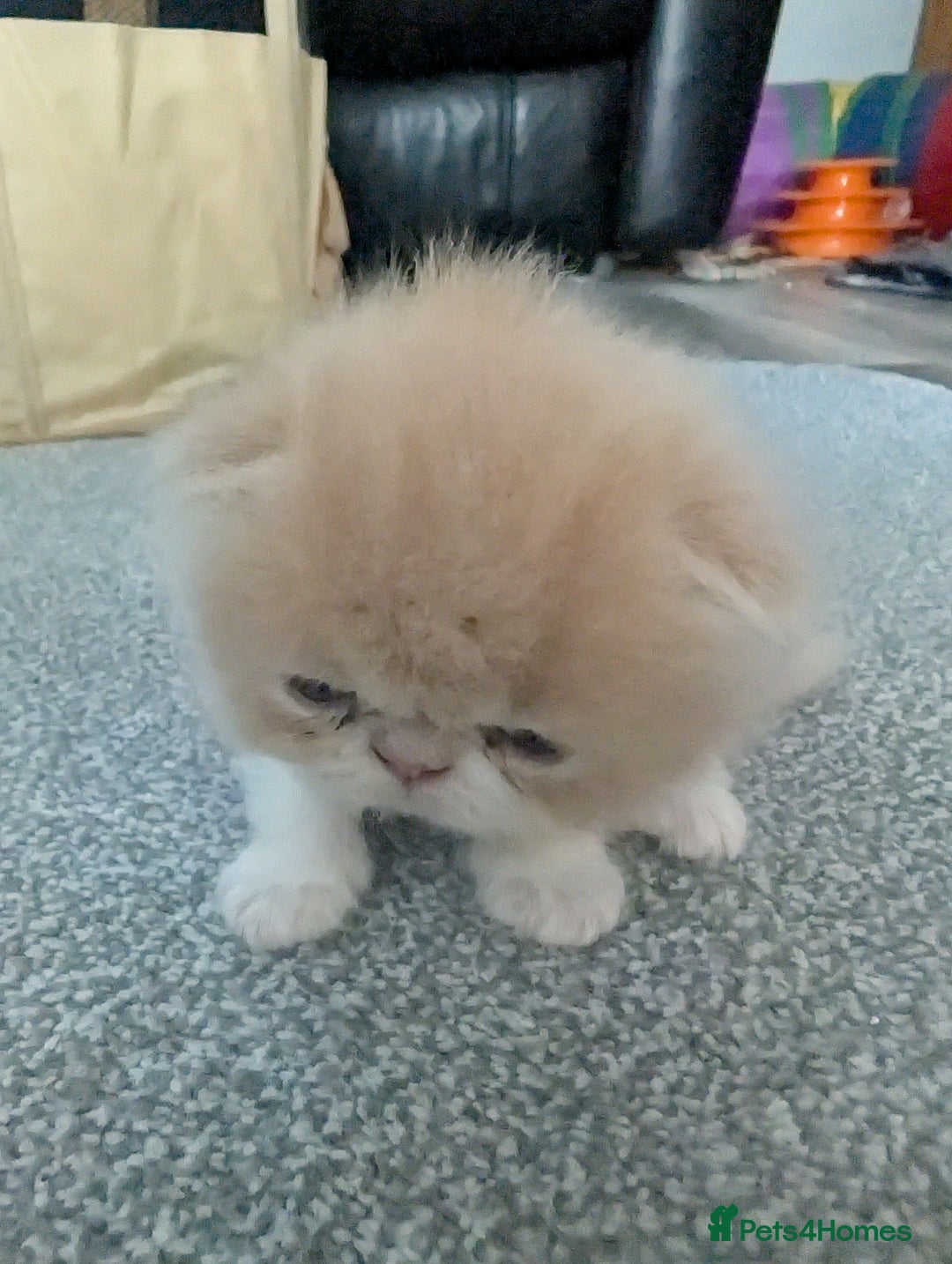 Persian cats for sale: Persian kittens  - Image 10