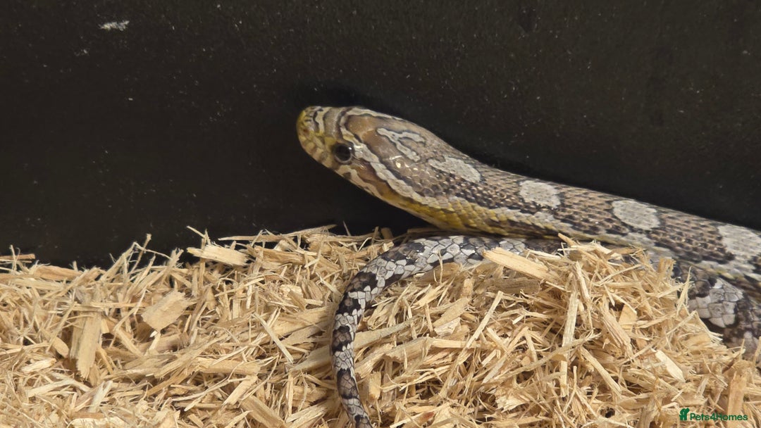 Corn Snake reptiles for sale: 11 Month Anery Corn Snake, Full Viv Setup - Advert 4