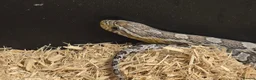 Corn Snake reptiles for sale: 11 Month Anery Corn Snake, Full Viv Setup - Advert 4