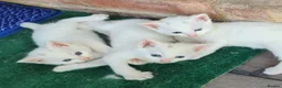 Mixed Breed cats for sale: Premium kittens - Advert 10