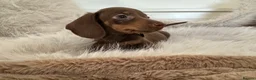 Miniature Dachshund dogs for sale: ✨MINI DACHSHUNDS ✨BOTH PARENTS KC✨ - Advert 13