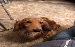 Dachshund dogs for stud: Gorgeous Boy Available as a Stud Dog - Image 7
