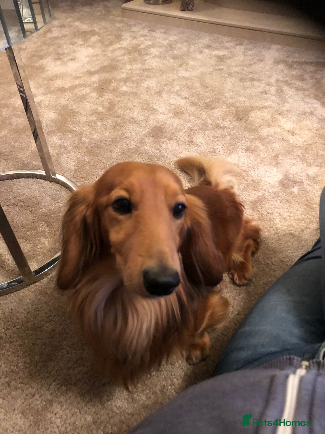 Dachshund dogs for stud: Gorgeous Boy Available as a Stud Dog - Image 7
