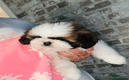 Shih Tzu dogs for sale: Shihtzu  - Image 10