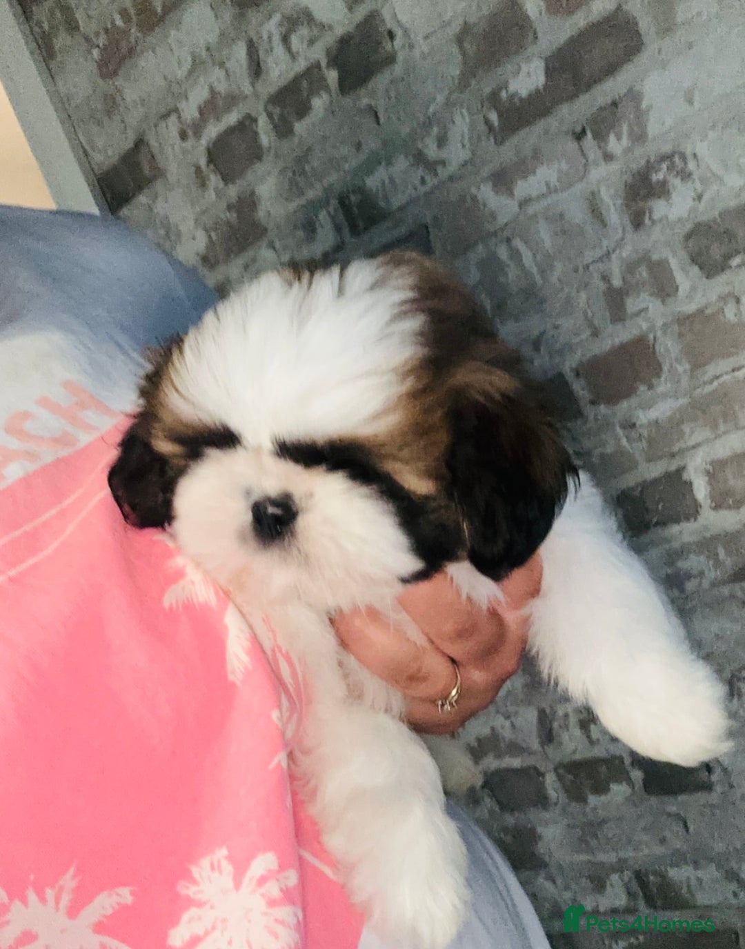 Shih Tzu dogs for sale: Shihtzu  - Image 10