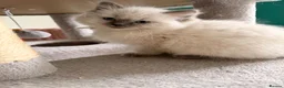 Ragdoll cats for sale: GCCF Ragdoll pedigree kittens blue point  - Advert 17
