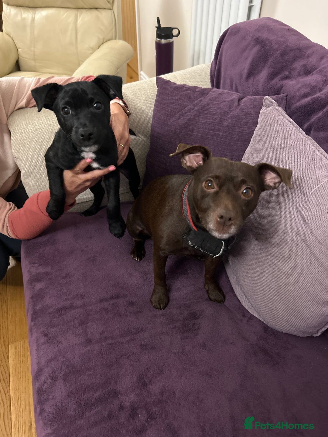 Patterdale Terrier dogs for sale: Beautiful black (Male) Patterdale puppy for sale - Advert 9
