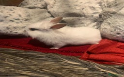 Dwarf Lop rabbits for sale: Dwraf Buinnes for Sale  - Advert 6